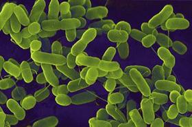 bakteri nedir mikrop nedir