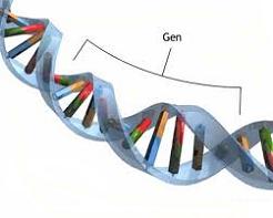 gen nedir gen nerede bulunur genler nerededir