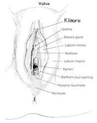 klitoris nedir kılıtoris nedir clitoris ne demektir