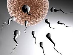 döllenme nedir yumurtanın döllenmesi spermin yumurtaya girişi