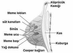memenin yapısı göğüsün yapısı meme anatomisi göğüs anatomi